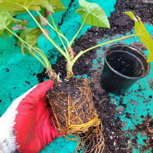 Holding plant removed from pot.