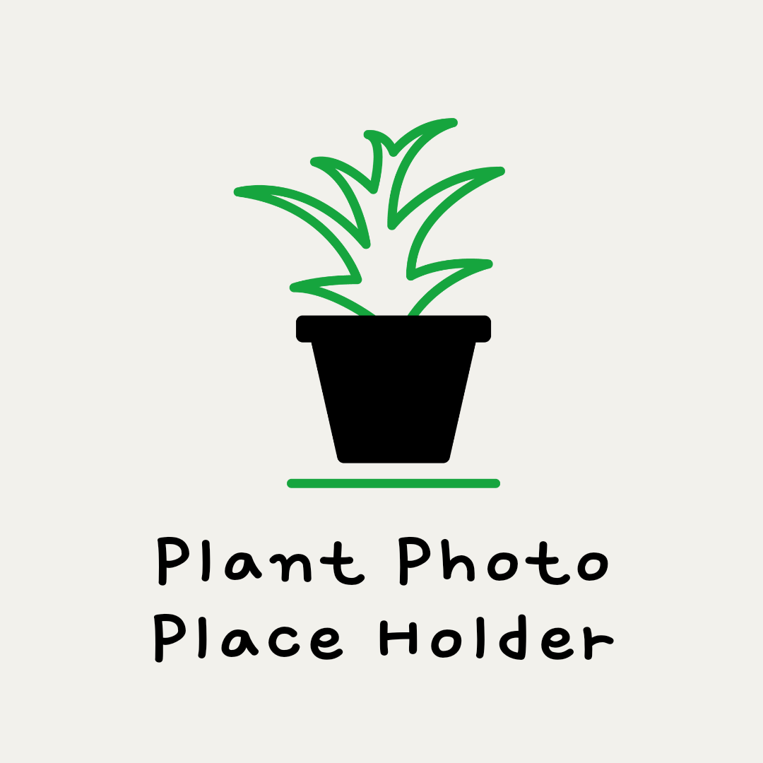 Aglaonema 'Chinese Evergreen'