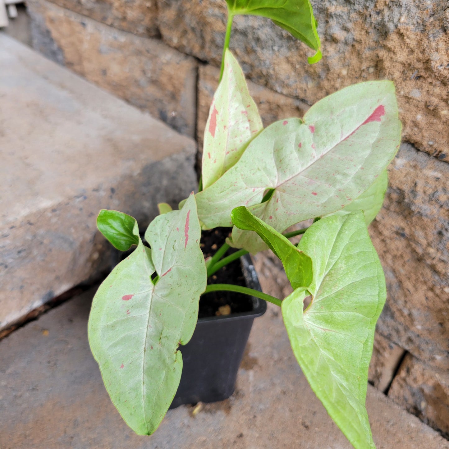 Syngonium podophyllum 'Confetti'