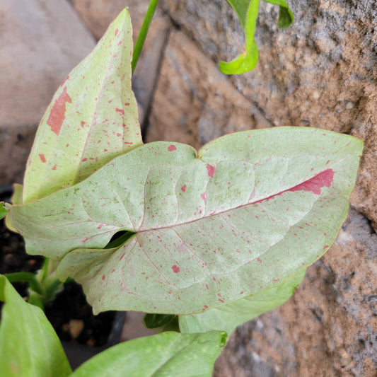Syngonium podophyllum 'Confetti'