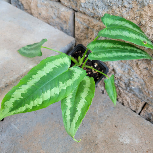 Schismatoglottis wallichii 'Green Shield'