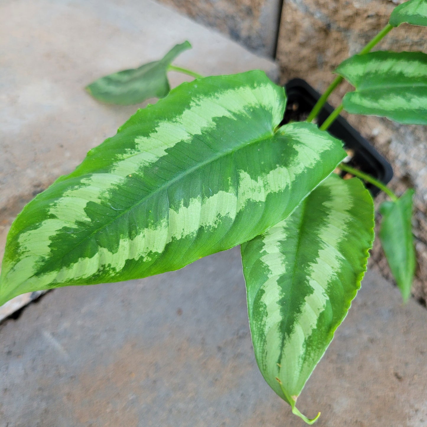 Schismatoglottis wallichii 'Green Shield'