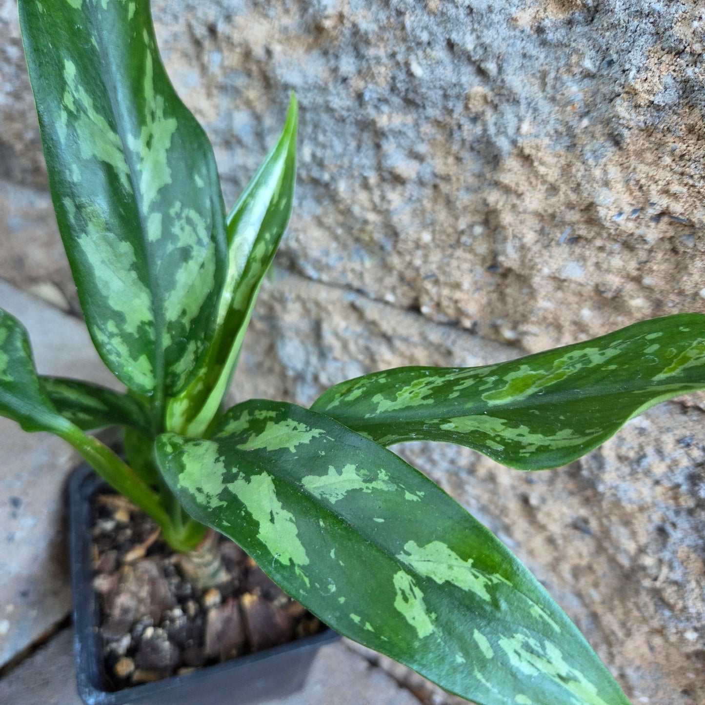 Aglaonema 'Chinese Evergreen'