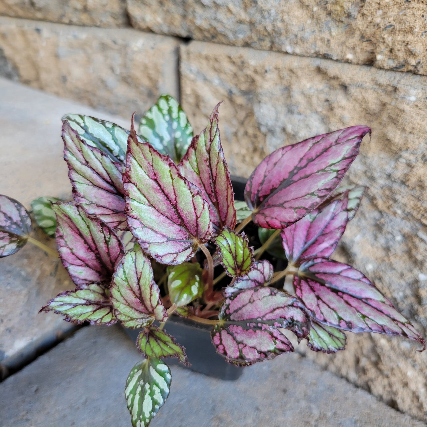 Begonia Rex 'Hugh McLauchlan'