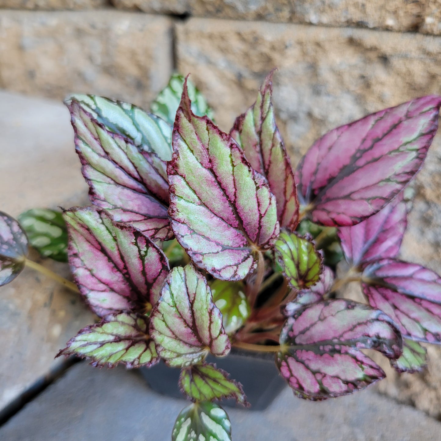 Begonia Rex 'Hugh McLauchlan'