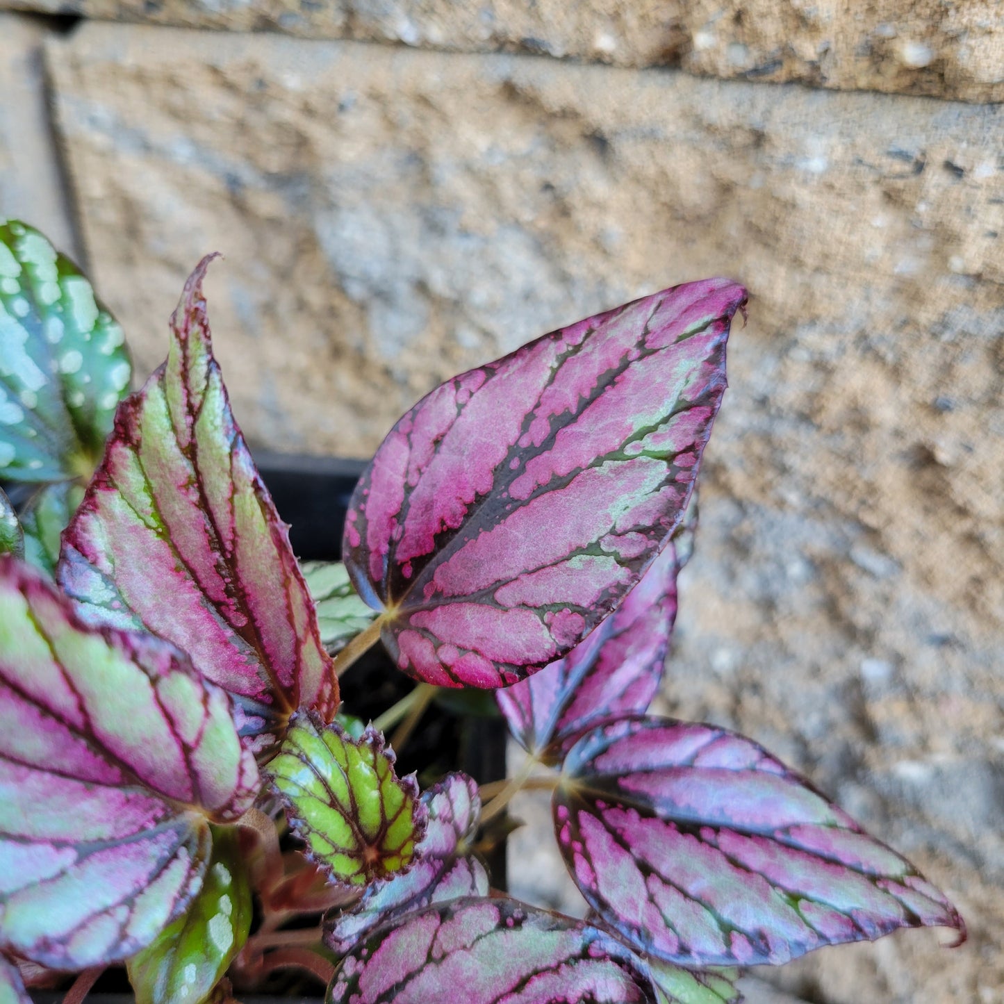 Begonia Rex 'Hugh McLauchlan'