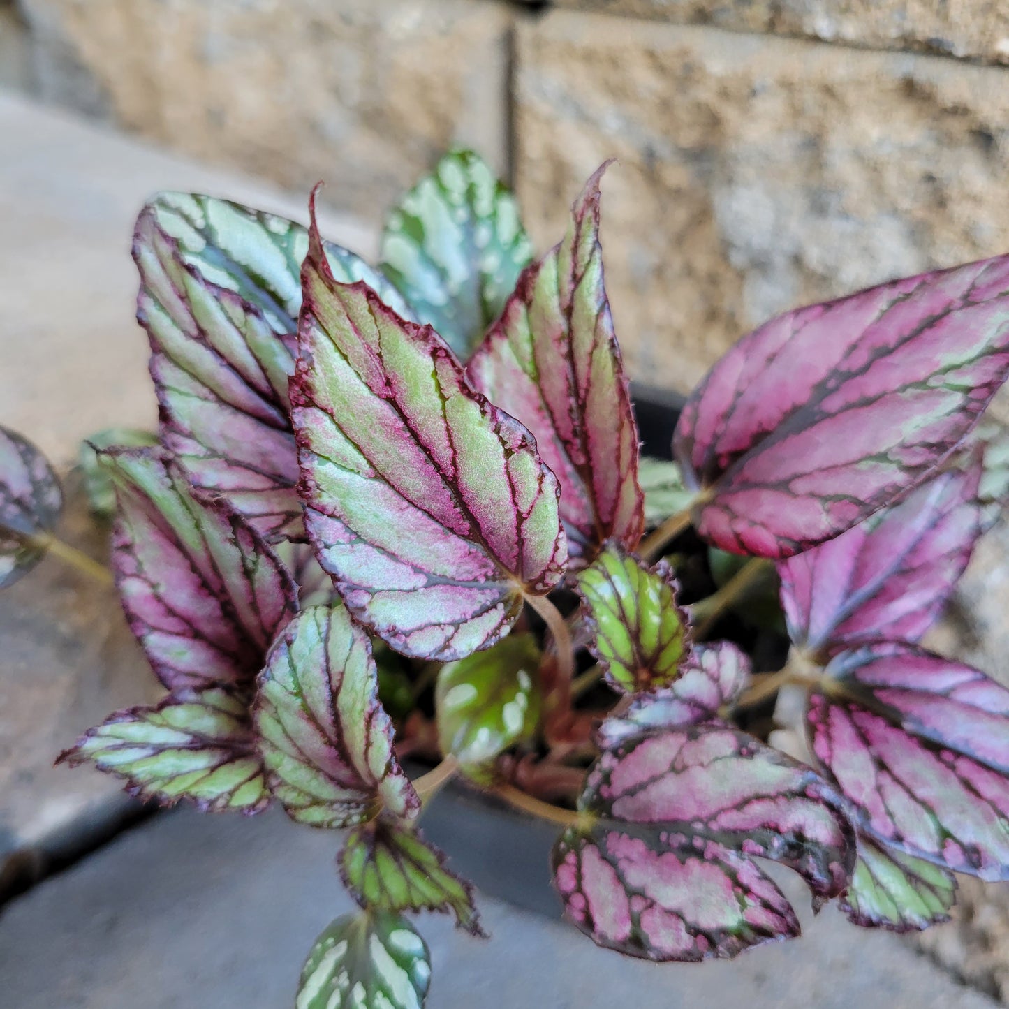 Begonia Rex 'Hugh McLauchlan'