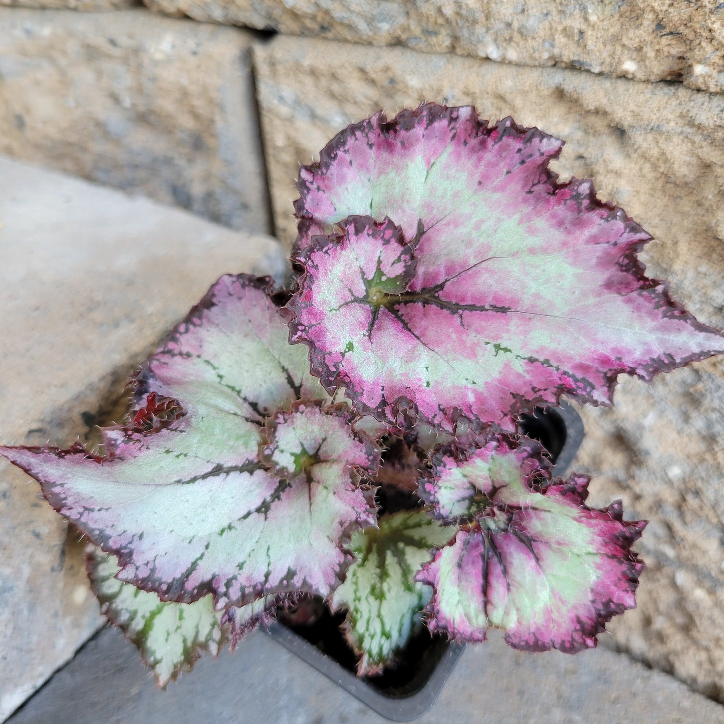 Begonia Rex 'Purple Curl'