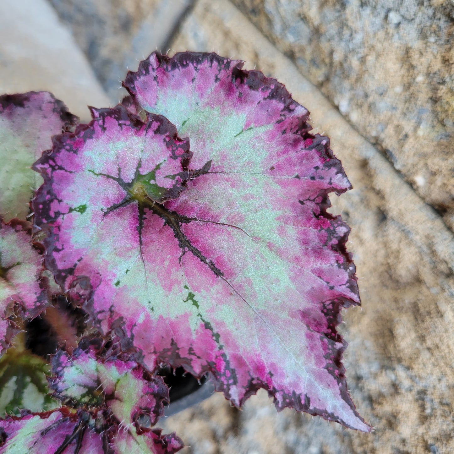Begonia Rex 'Purple Curl'