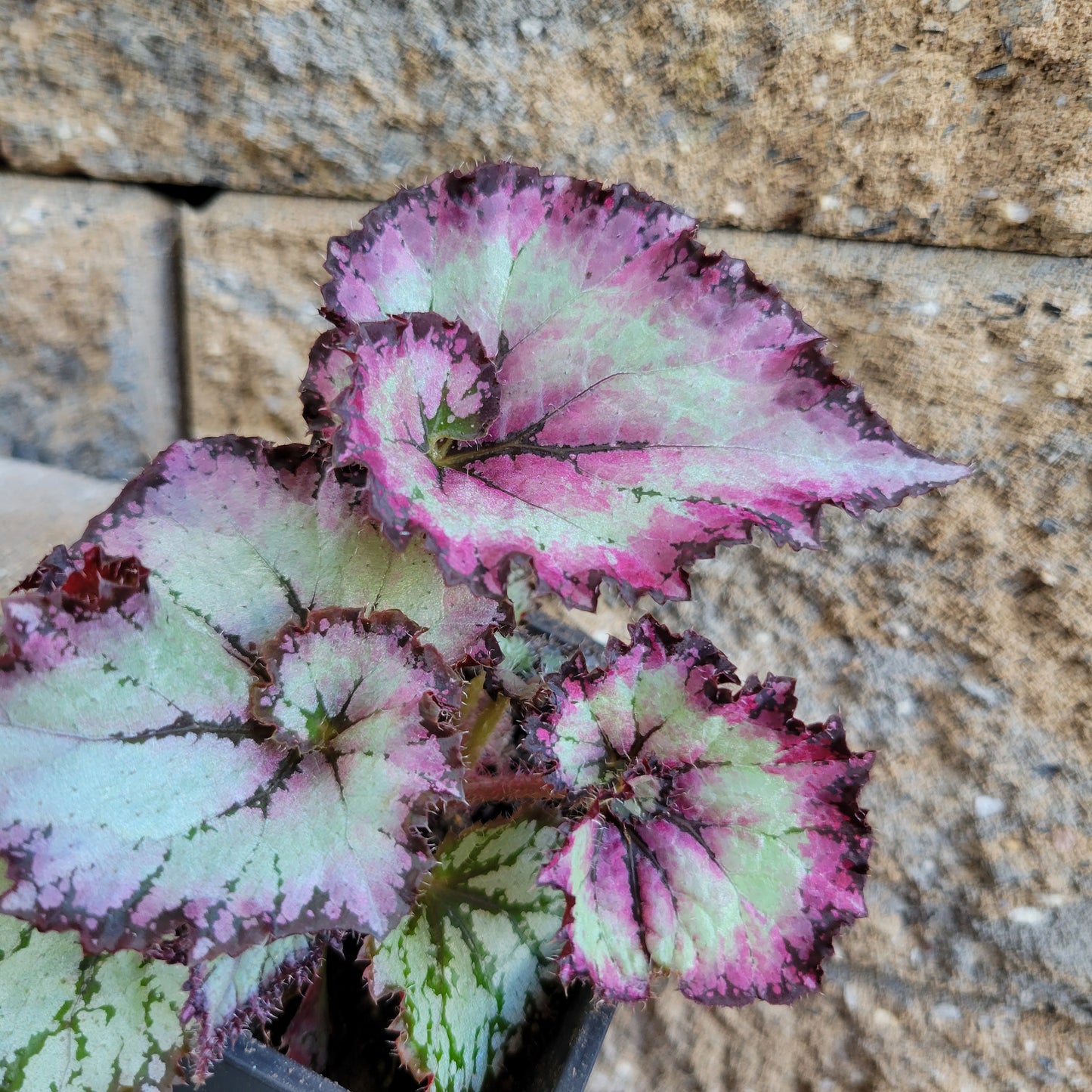 Begonia Rex 'Purple Curl'