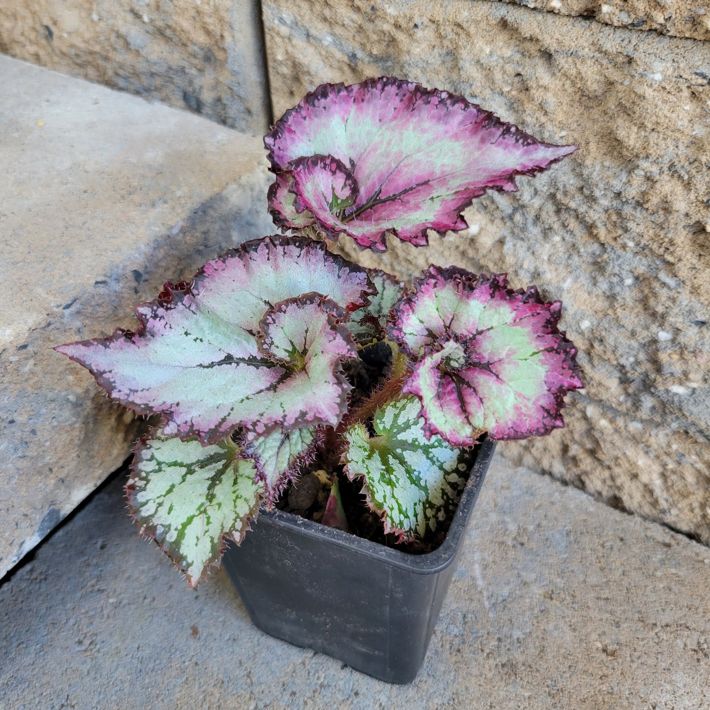 Begonia Rex 'Purple Curl'