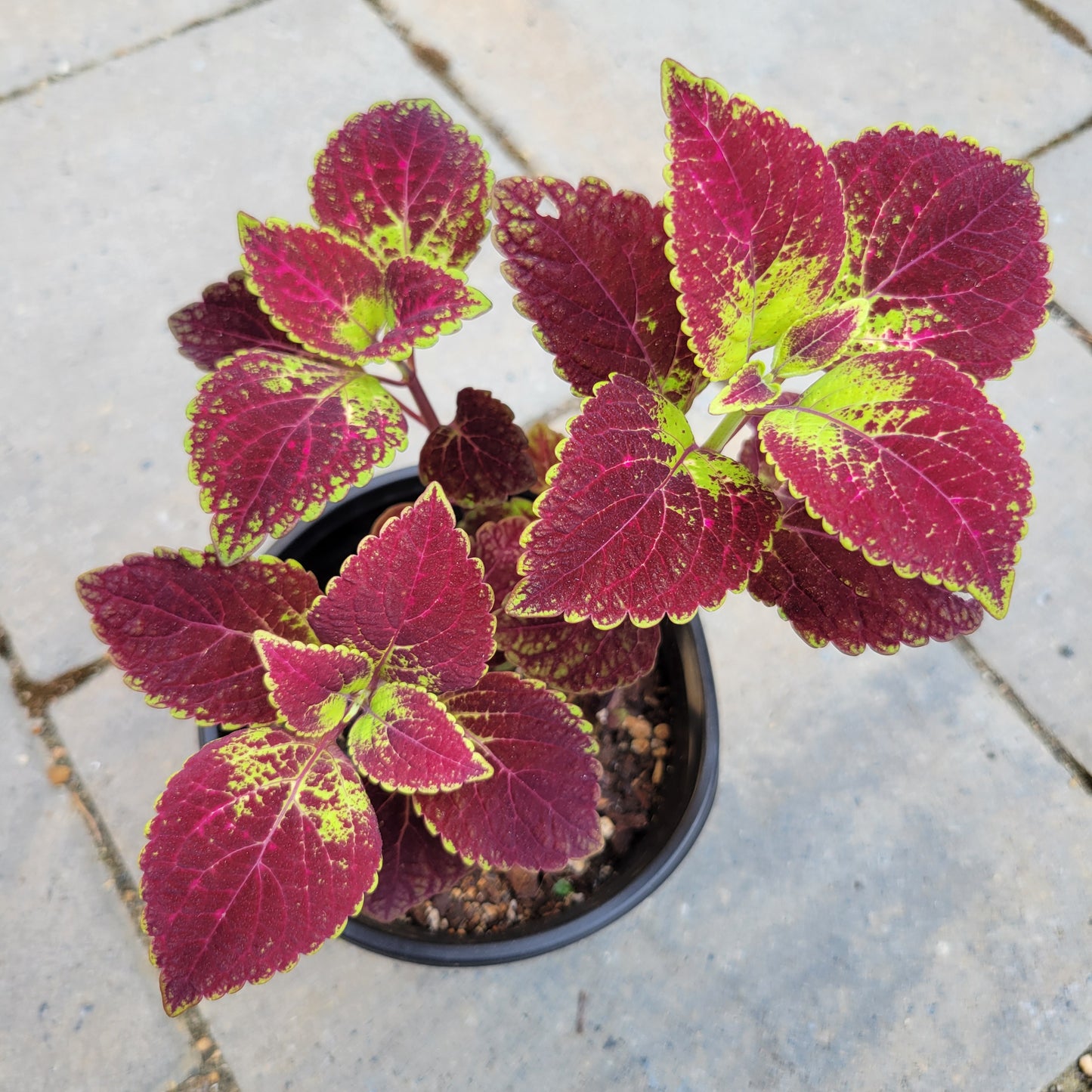 Coleus 'Tapestry'