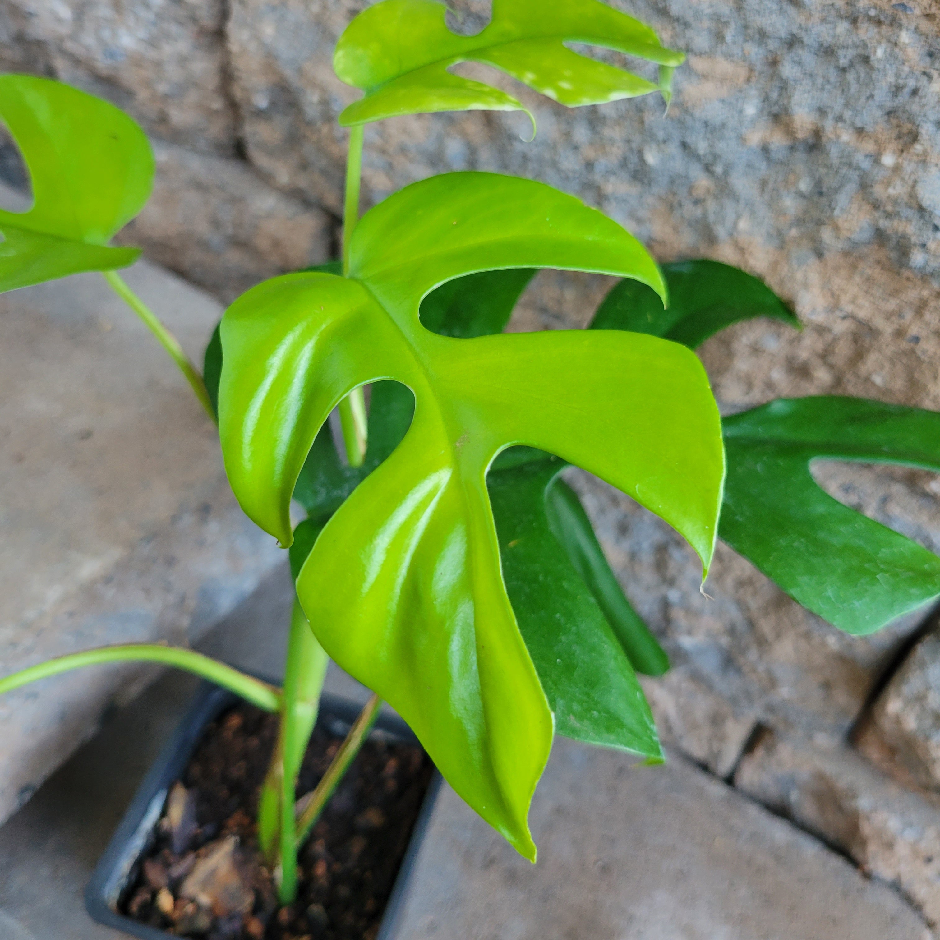 rhaphidophora philodendron Rhaphidophora tetrasperma 'Mini Monstera'