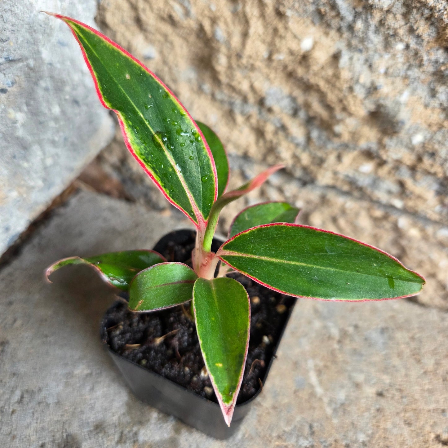 Aglaonema 'Siam Aurora'