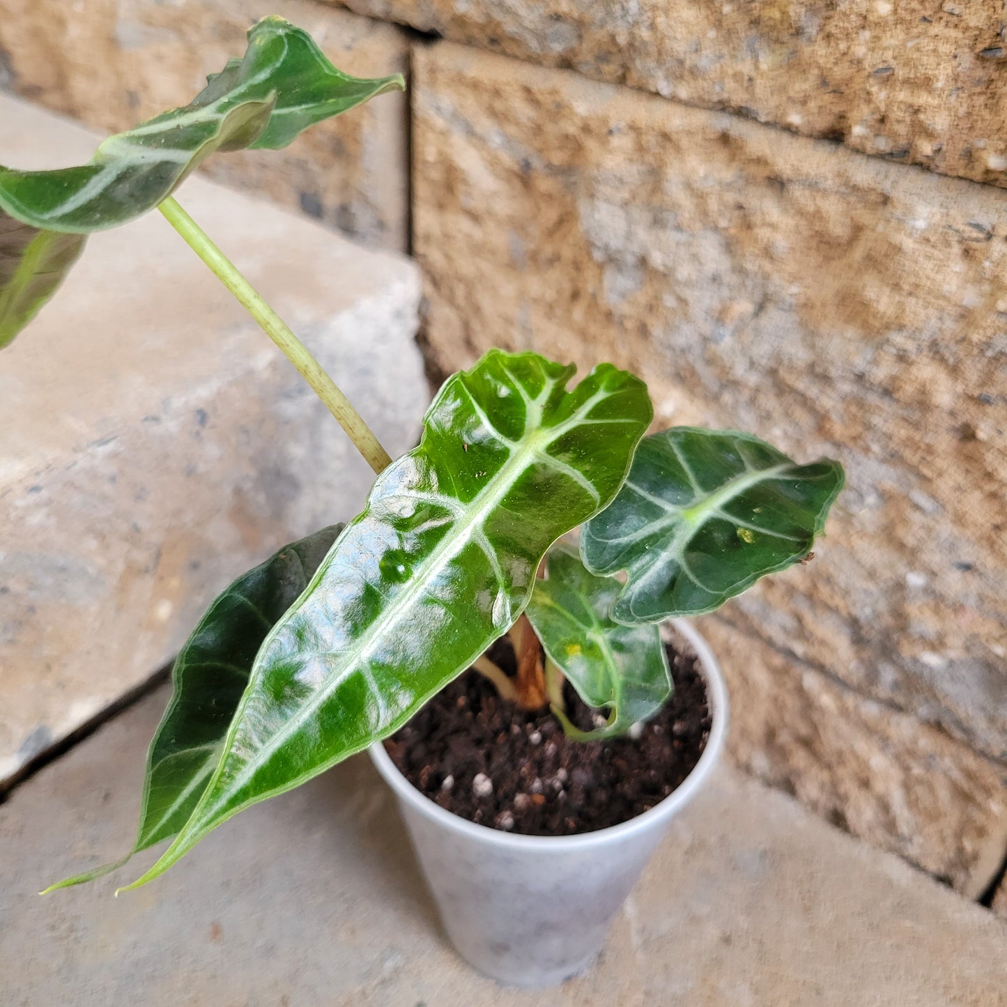 Alocasia Dwarf Amazonica