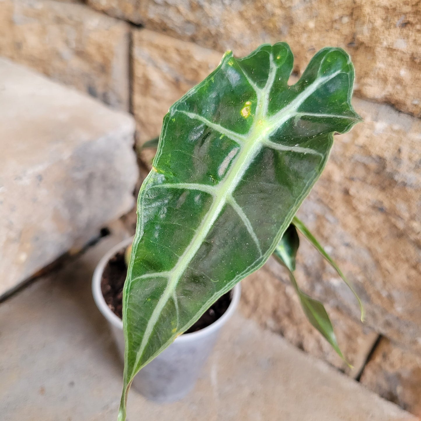 Alocasia Dwarf Amazonica