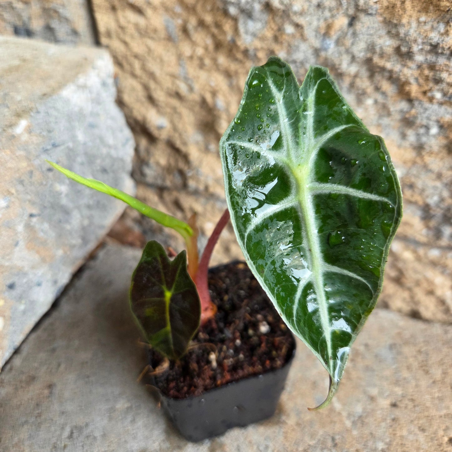 Alocasia Dwarf Amazonica