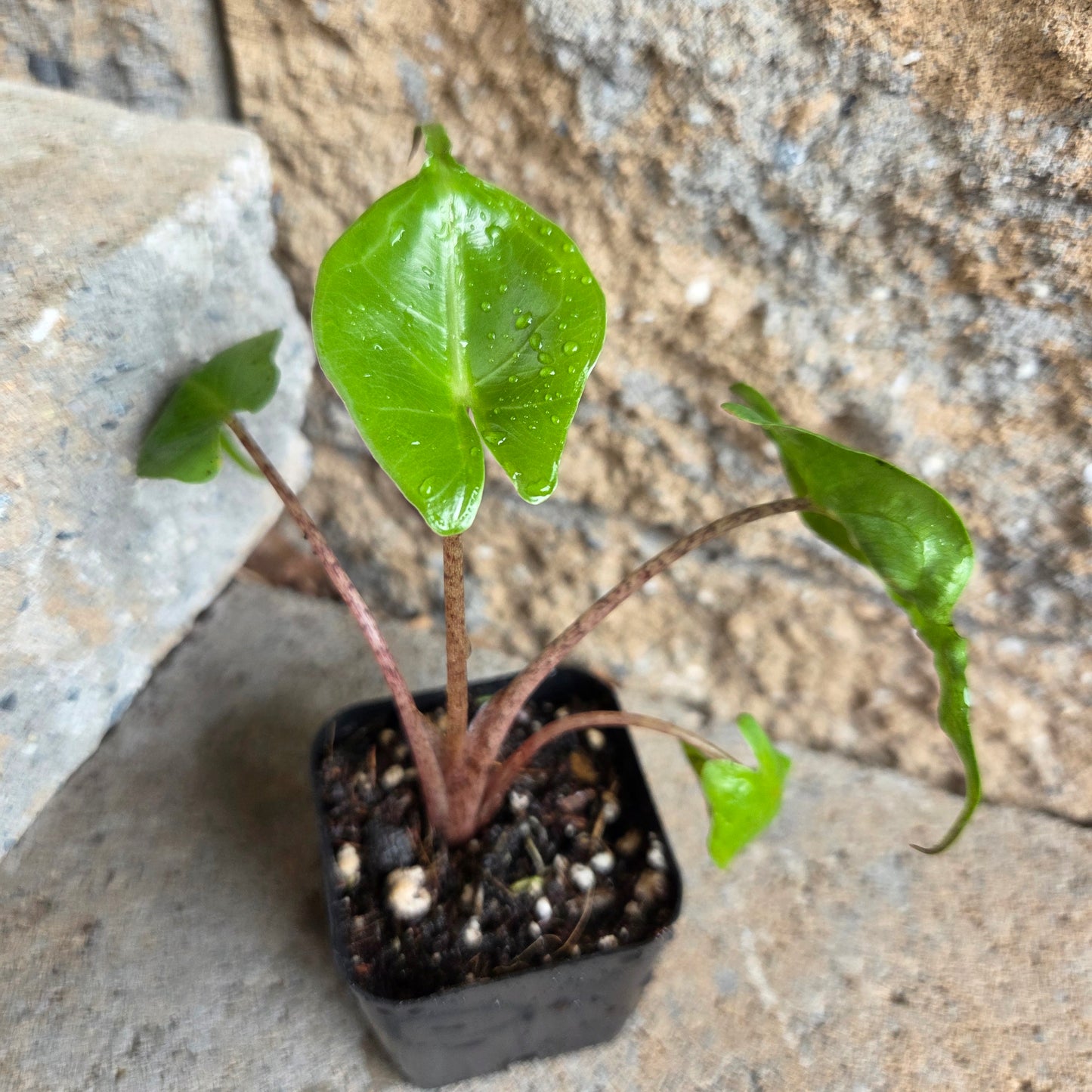 Alocasia 'Stingray'