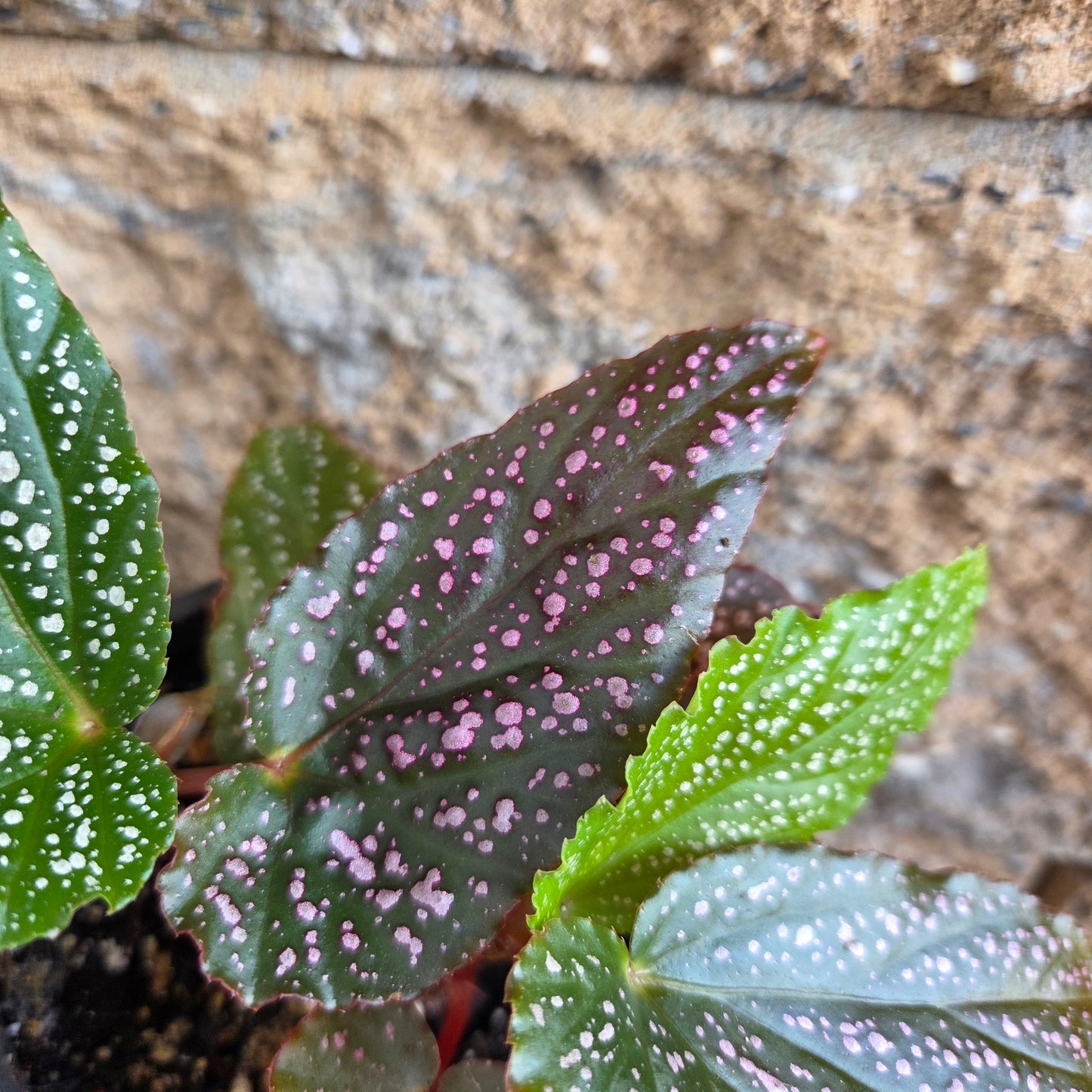 Begonia Angel Wings 'Pink Spot'