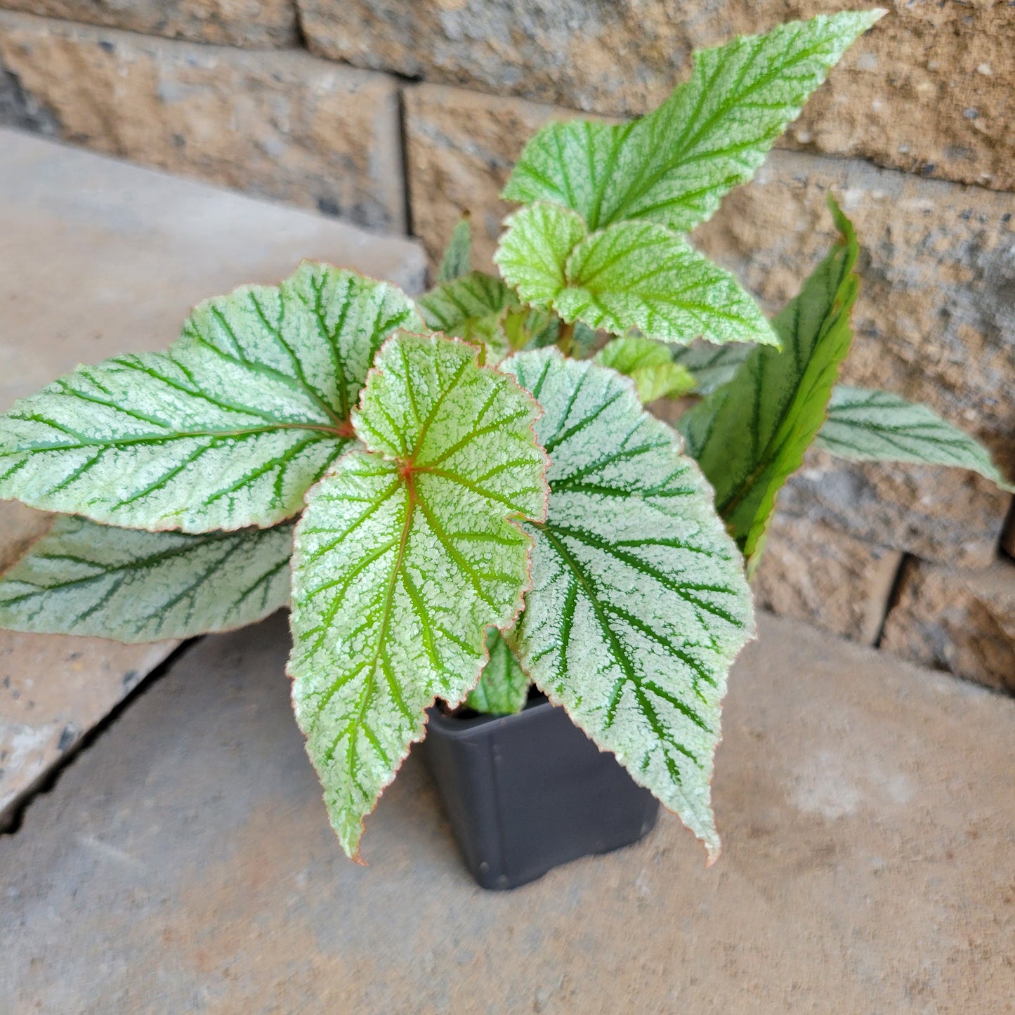 Begonia Angel Wings 'Frost'