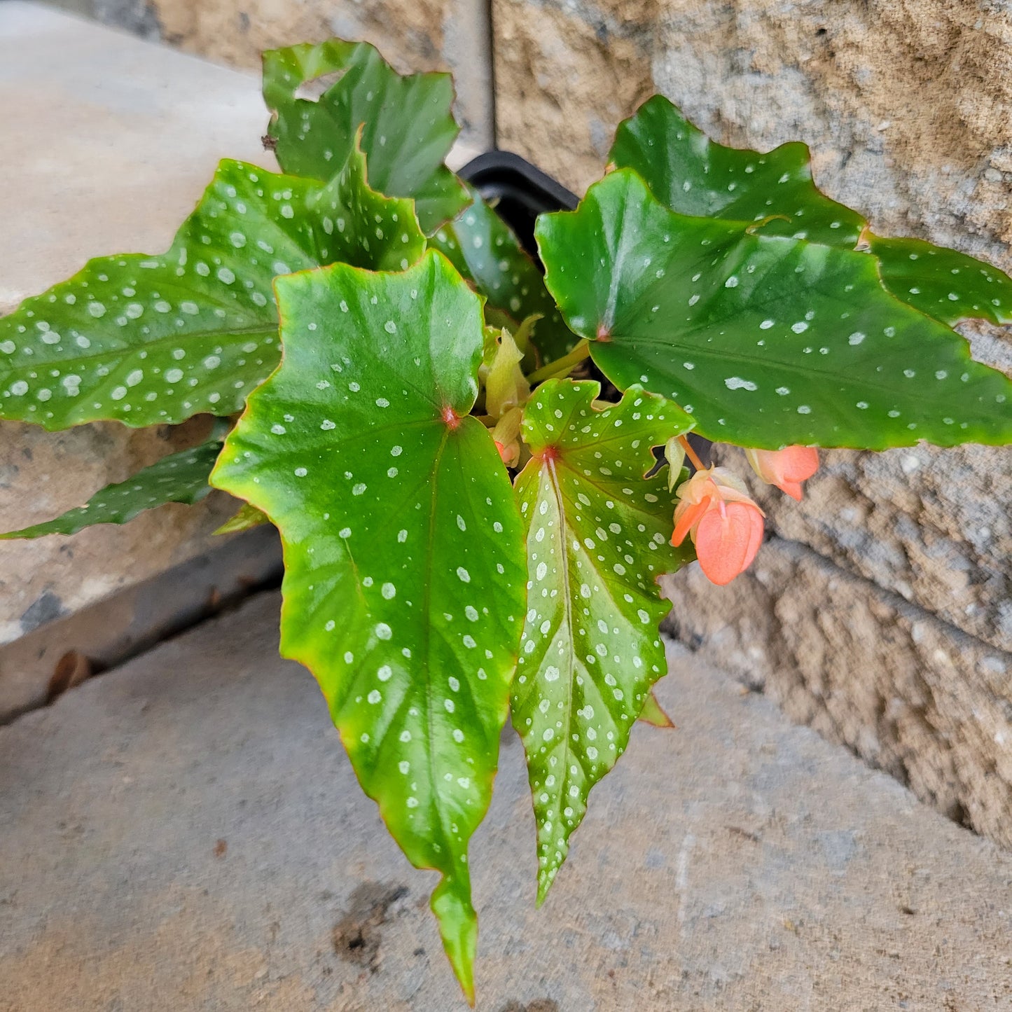 Begonia Angel Wings 'Lois Burke'