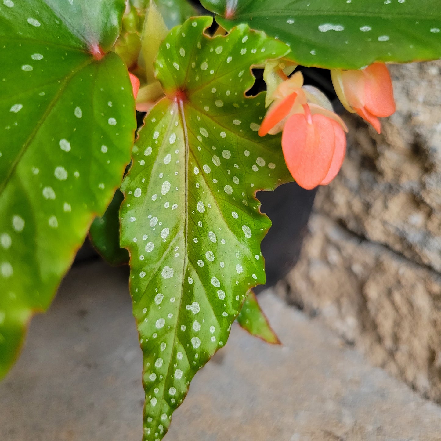 Begonia Angel Wings 'Lois Burke'