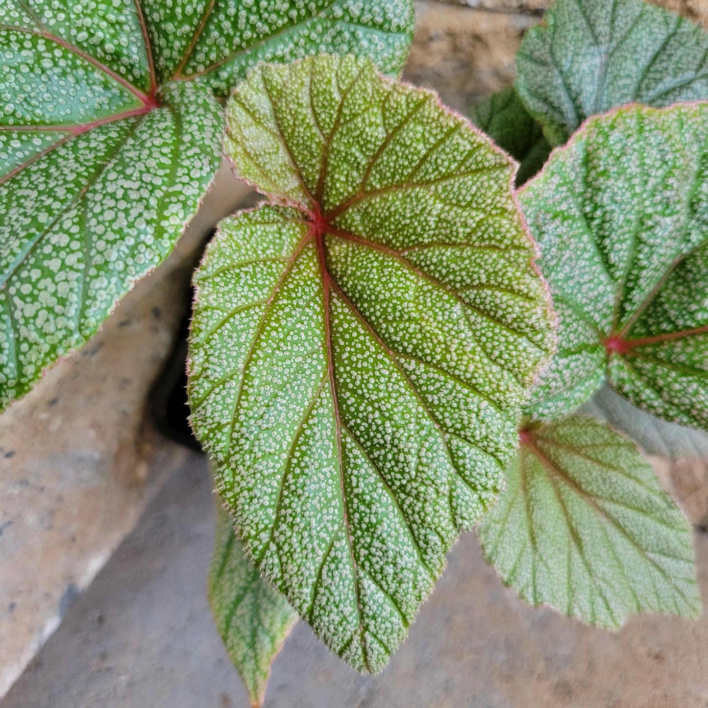 Begonia Angel Wings 'Sinbad'