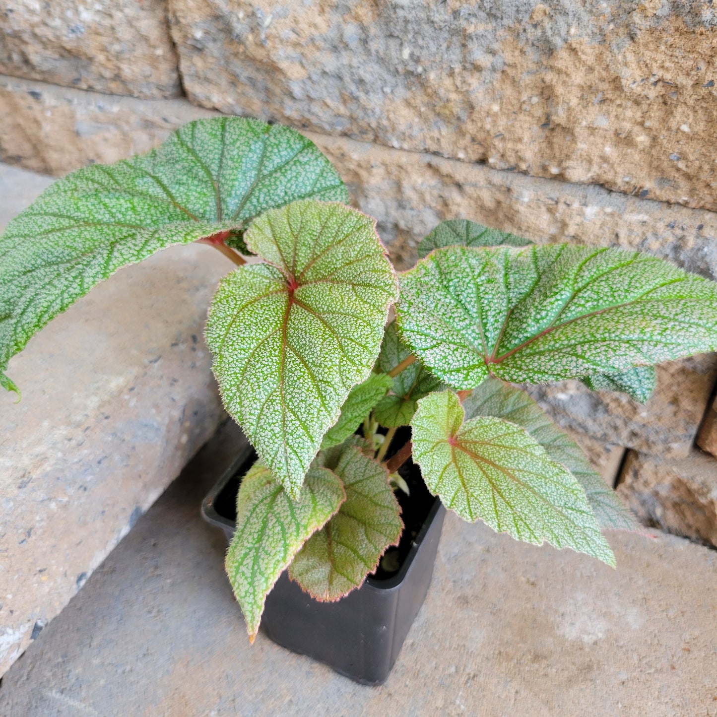 Begonia Angel Wings 'Sinbad'