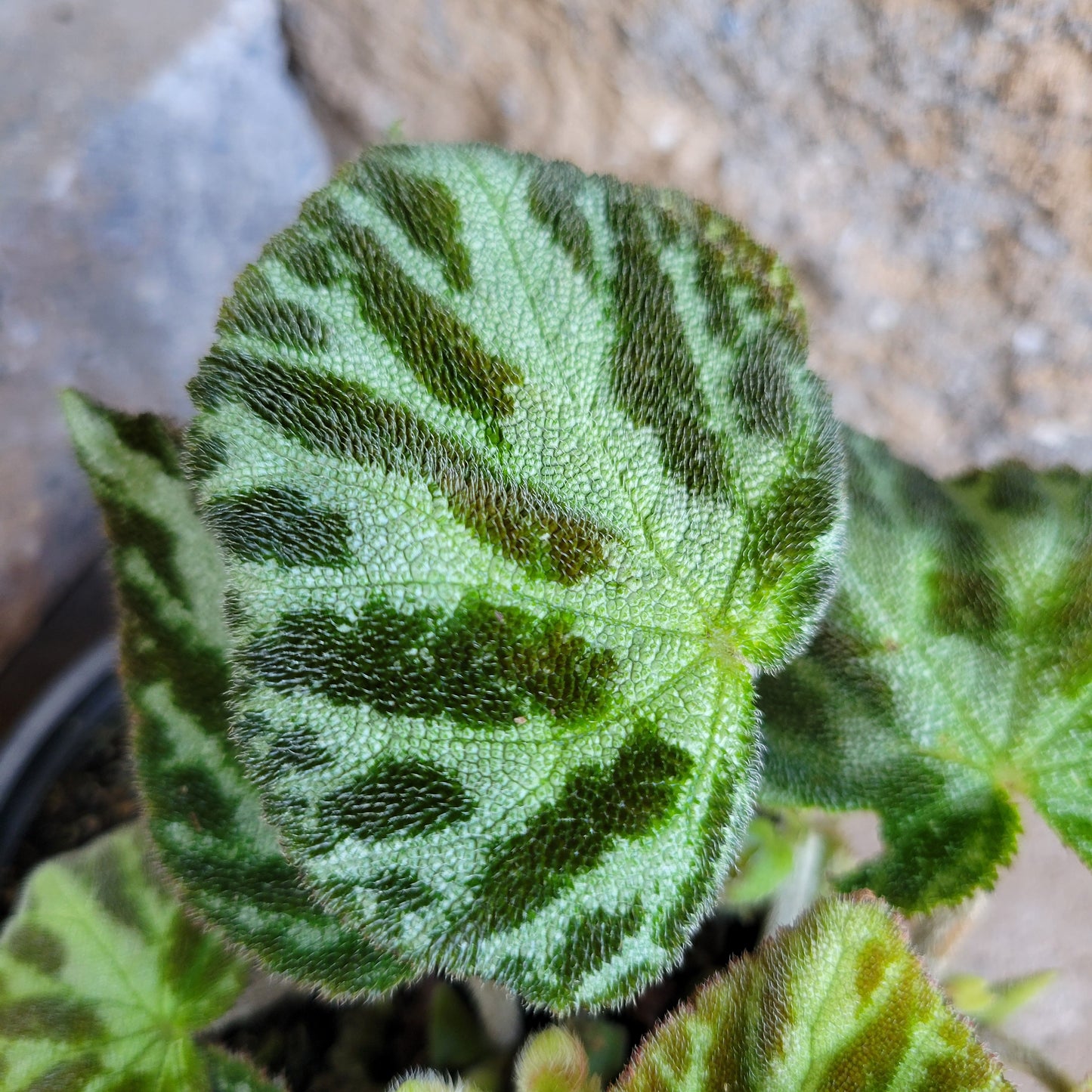 Begonia imperialis