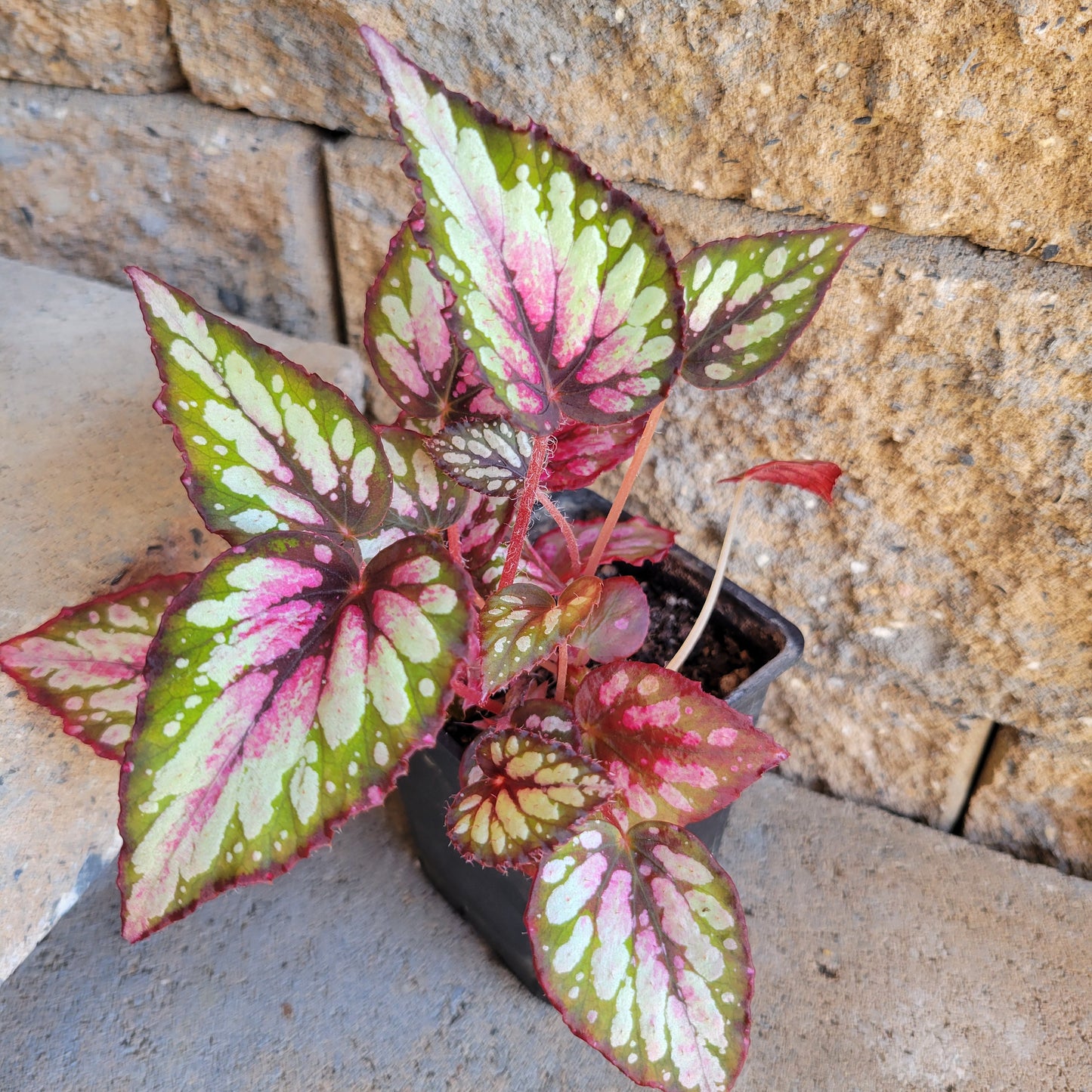 Begonia Rex 'Salsa'