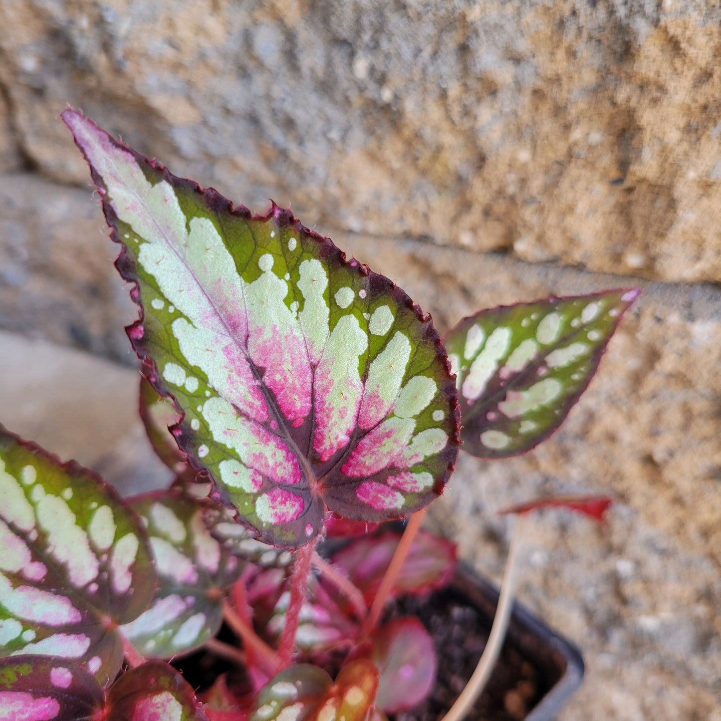 Begonia Rex 'Salsa'
