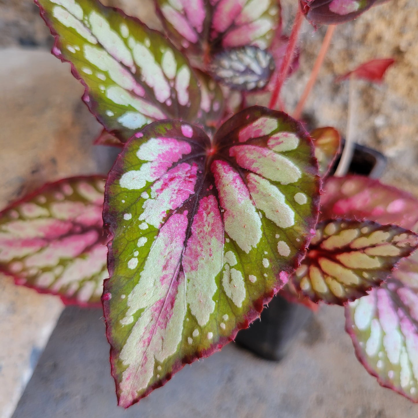 Begonia Rex 'Salsa'
