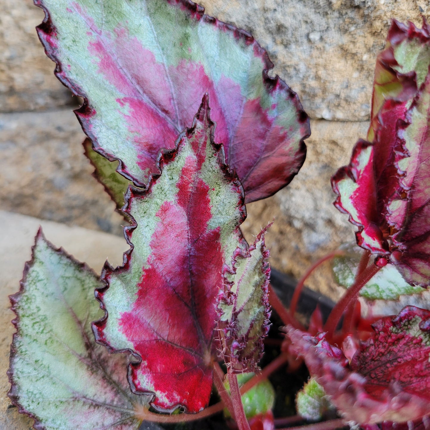 Begonia Rex 'Spitfire'