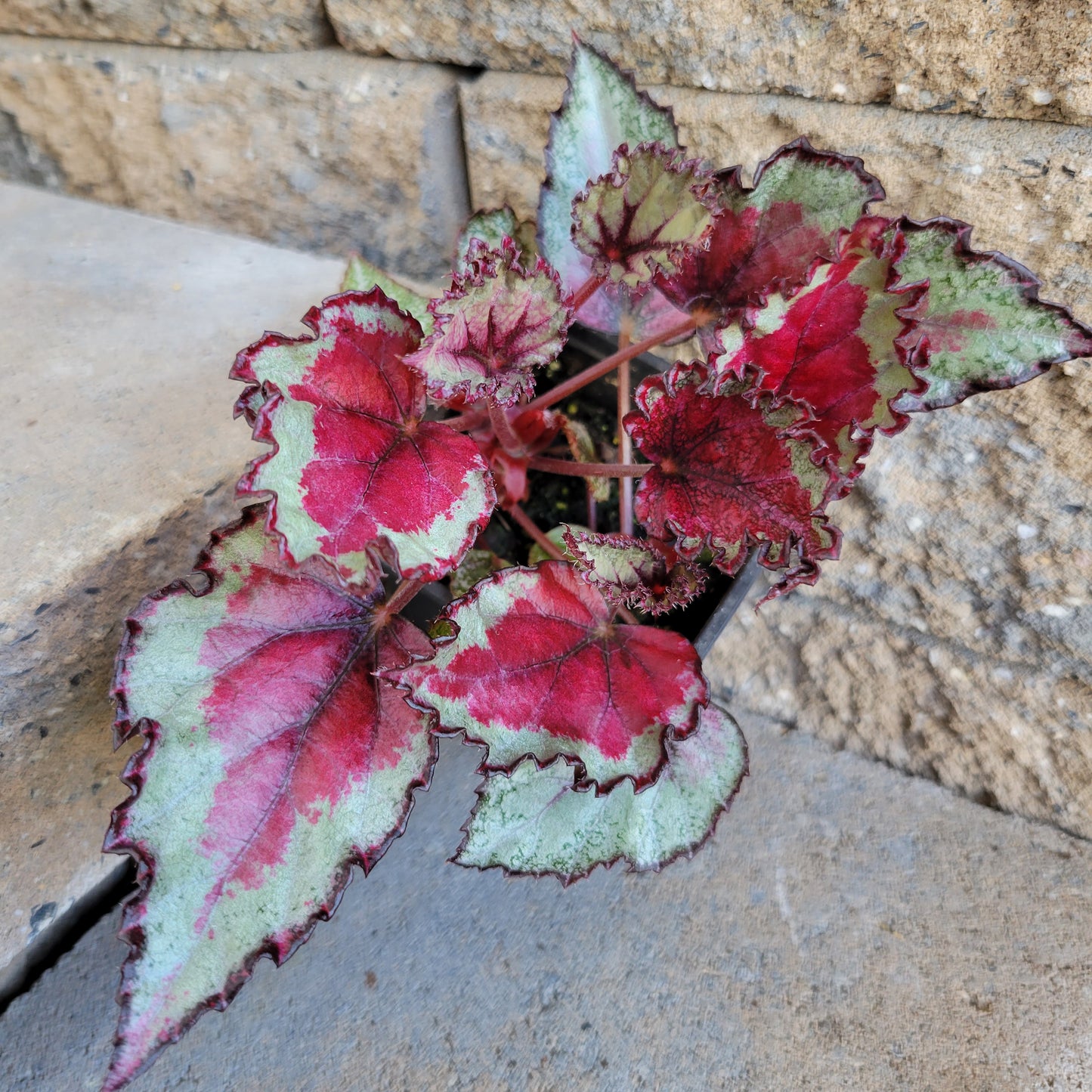 Begonia Rex 'Spitfire'