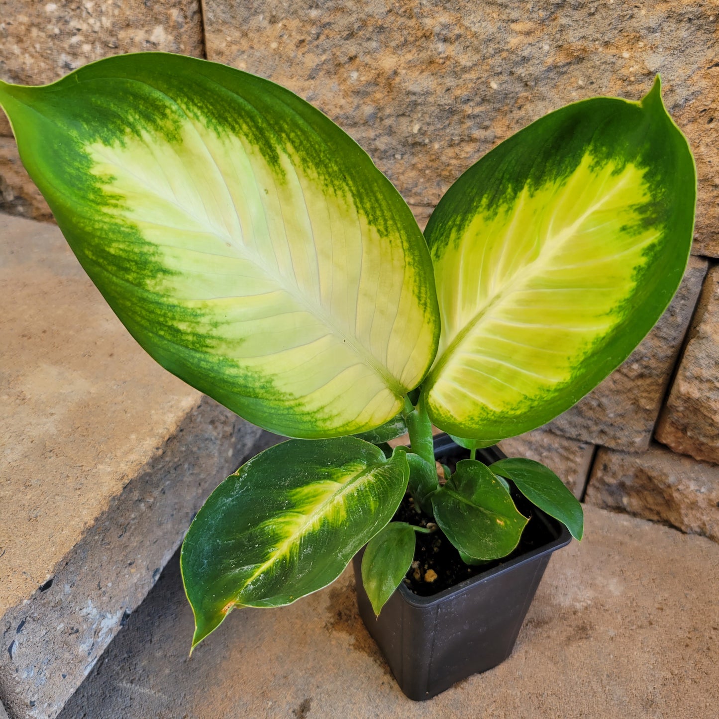 Dieffenbachia 'Tropic Marianne'