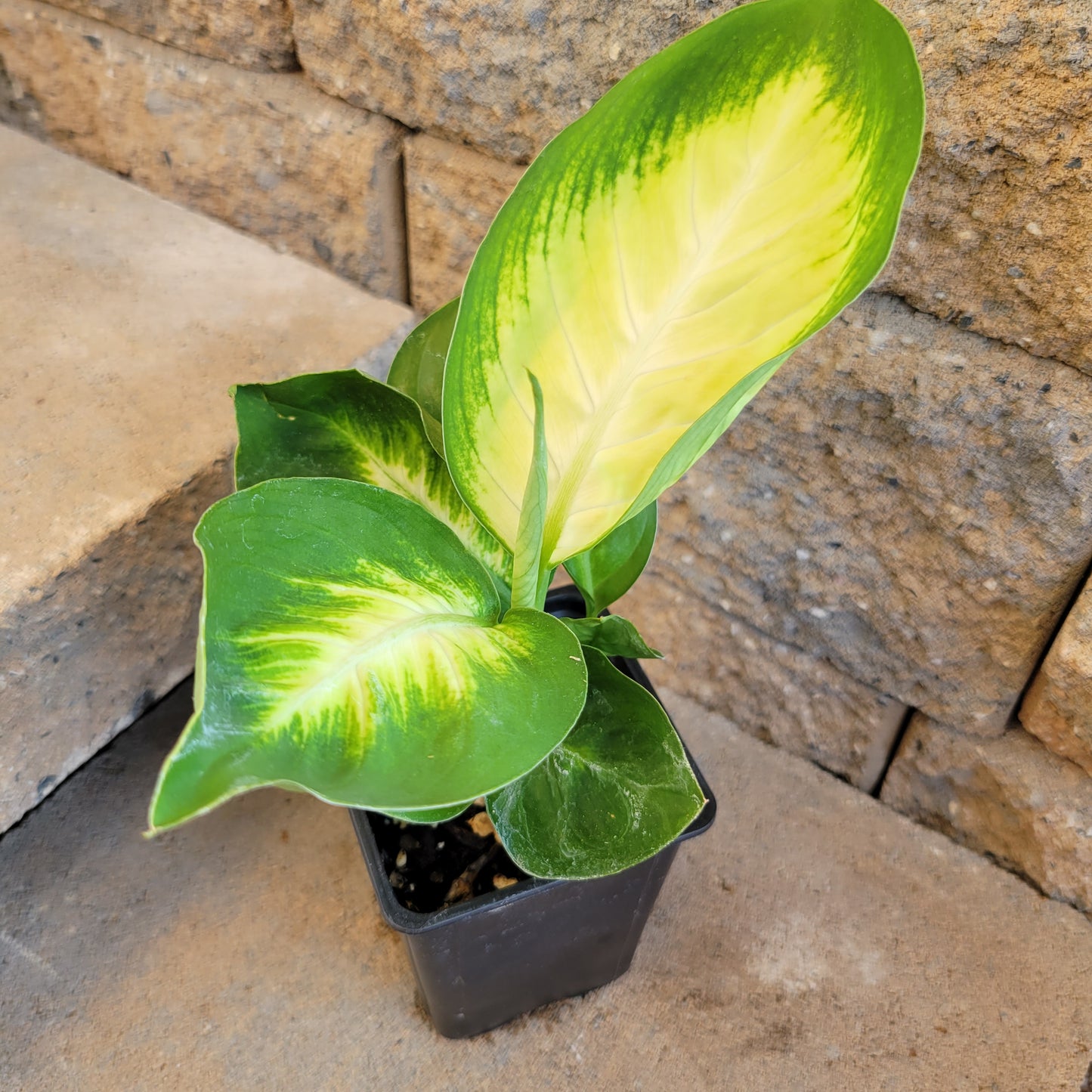 Dieffenbachia 'Tropic Marianne'