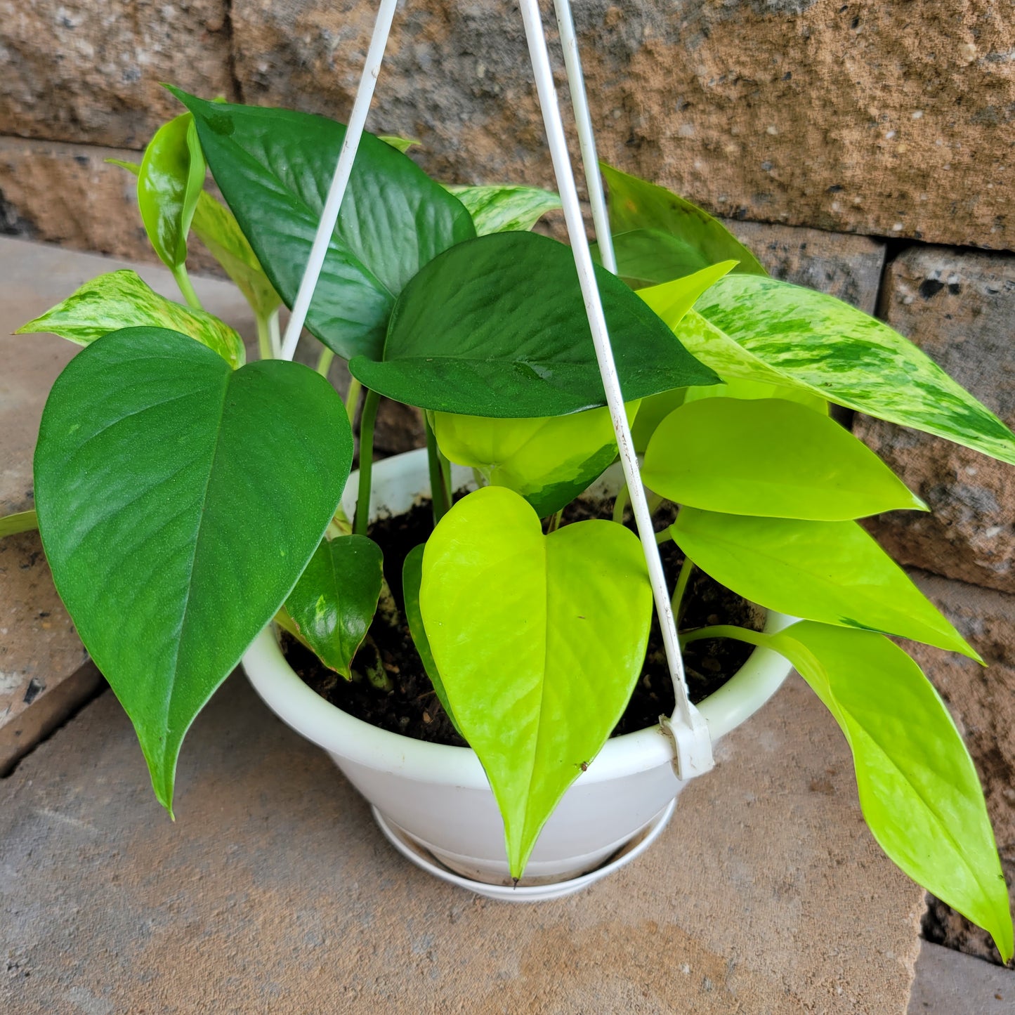 Epipremnum aureum Hanging Basket