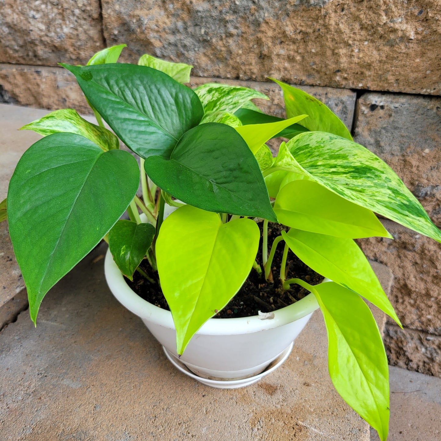 Epipremnum aureum Hanging Basket