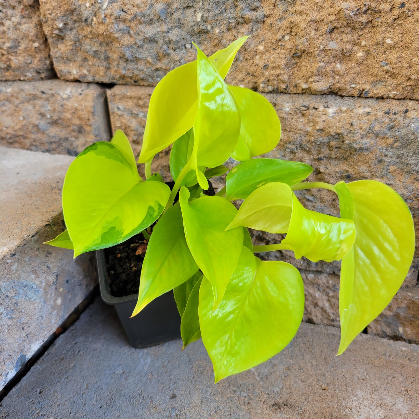 Epipremnum aureum 'Neon Pothos'