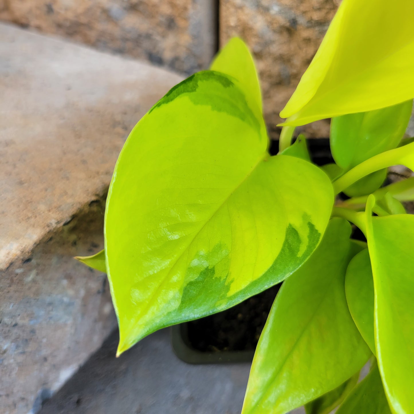 Epipremnum aureum 'Neon Pothos'