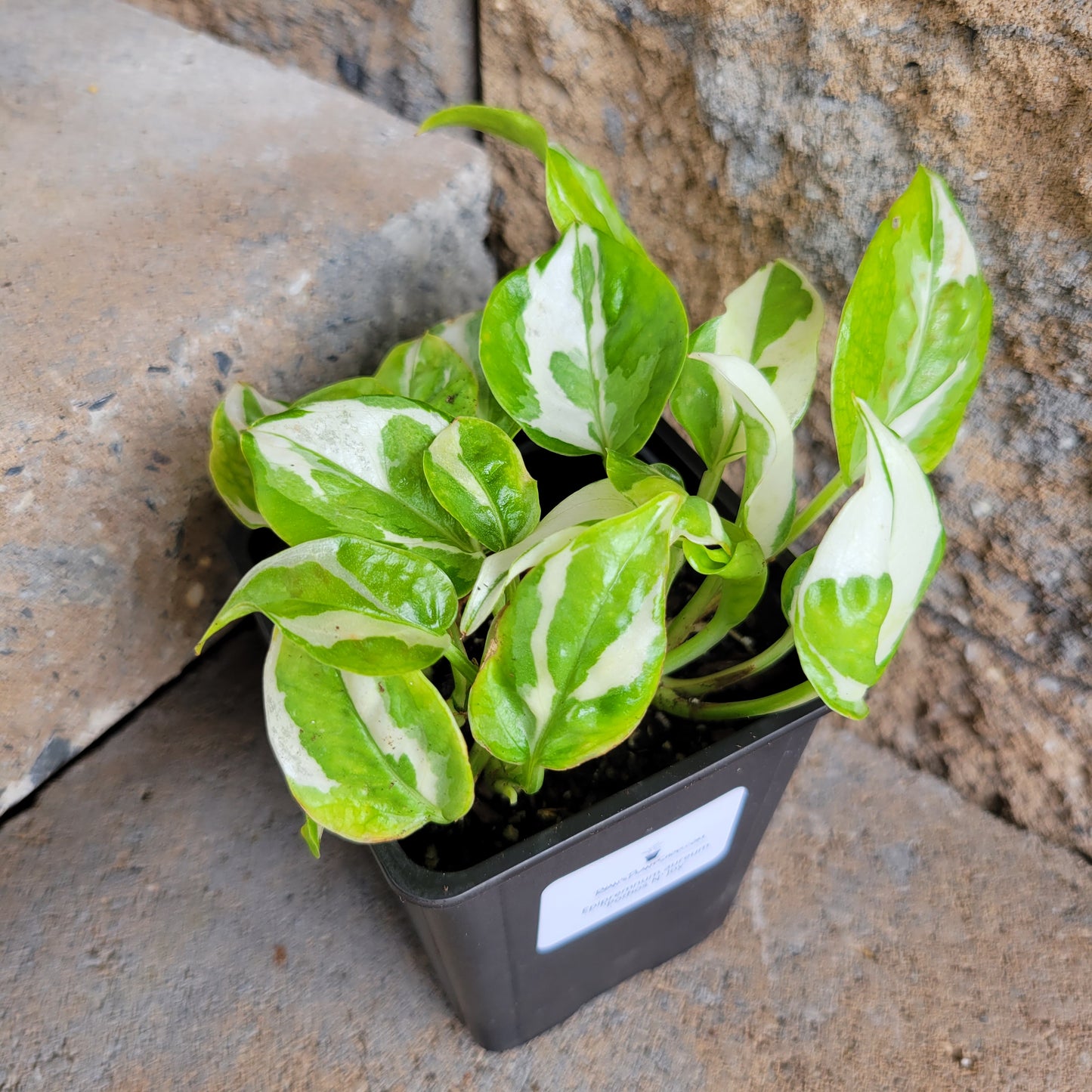 Epipremnum aureum 'Pothos 'N Joy'