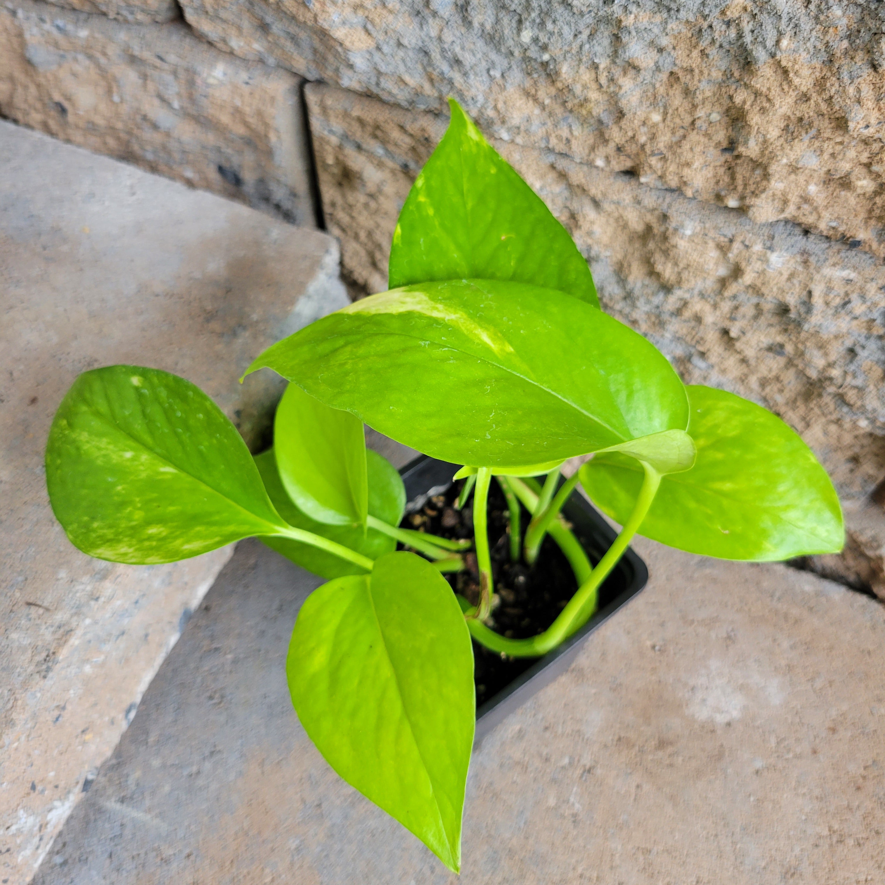 plain green pothos Epipremnum aureum 'Golden Pothos'