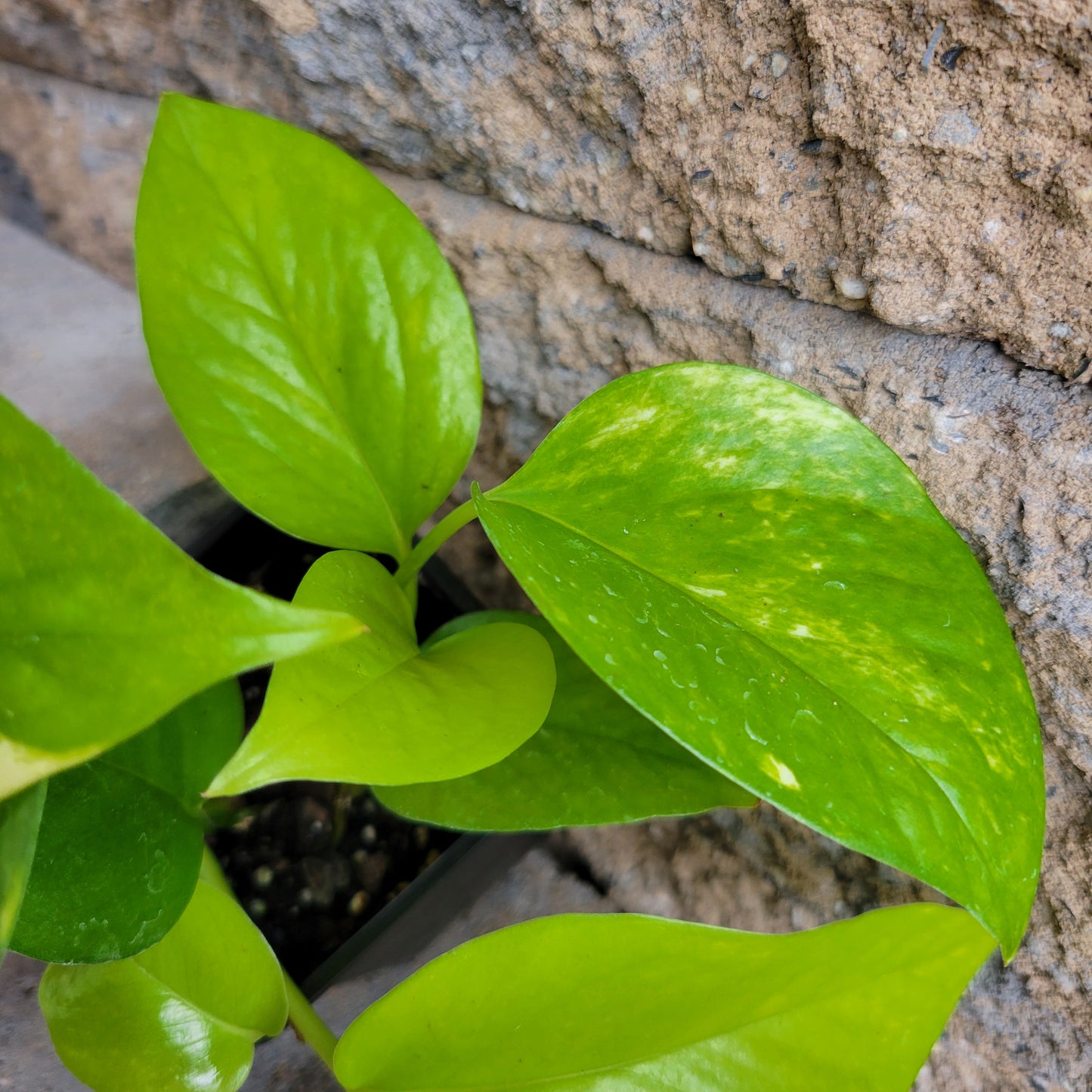 Epipremnum aureum 'Golden Pothos'