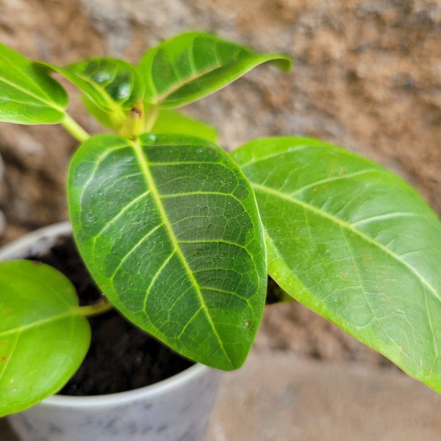 Ficus altissima 'Yellow Gem'