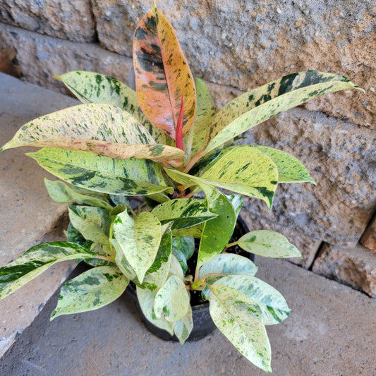 Ficus ‘Shiveriana Moonshine’