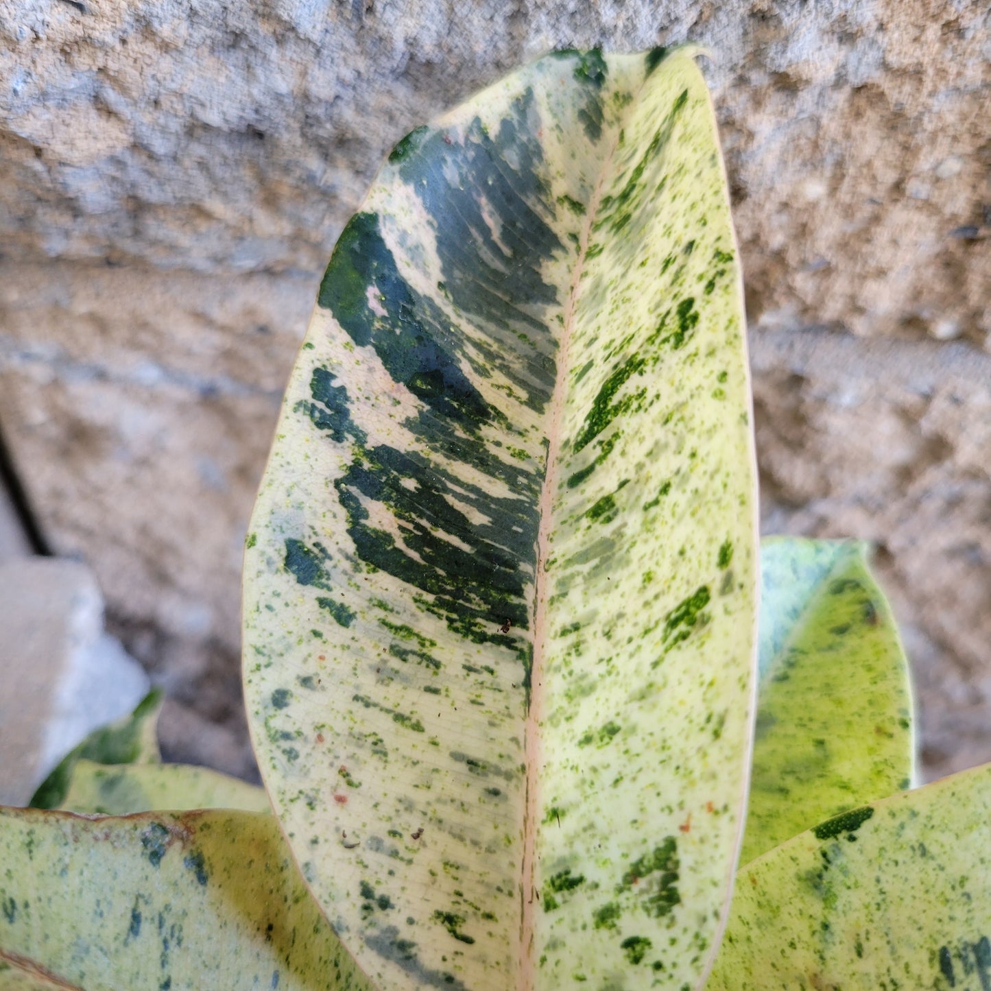 Ficus ‘Shiveriana Moonshine’