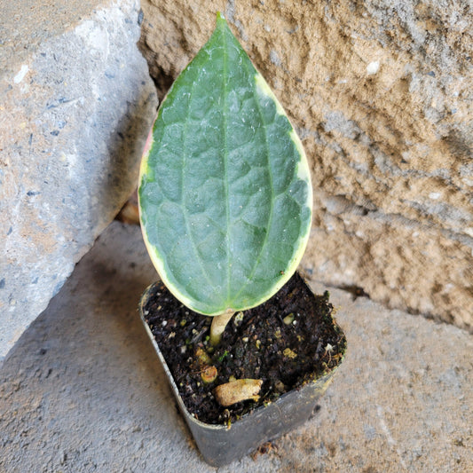 Hoya macrophylla ‘Albomarginata’