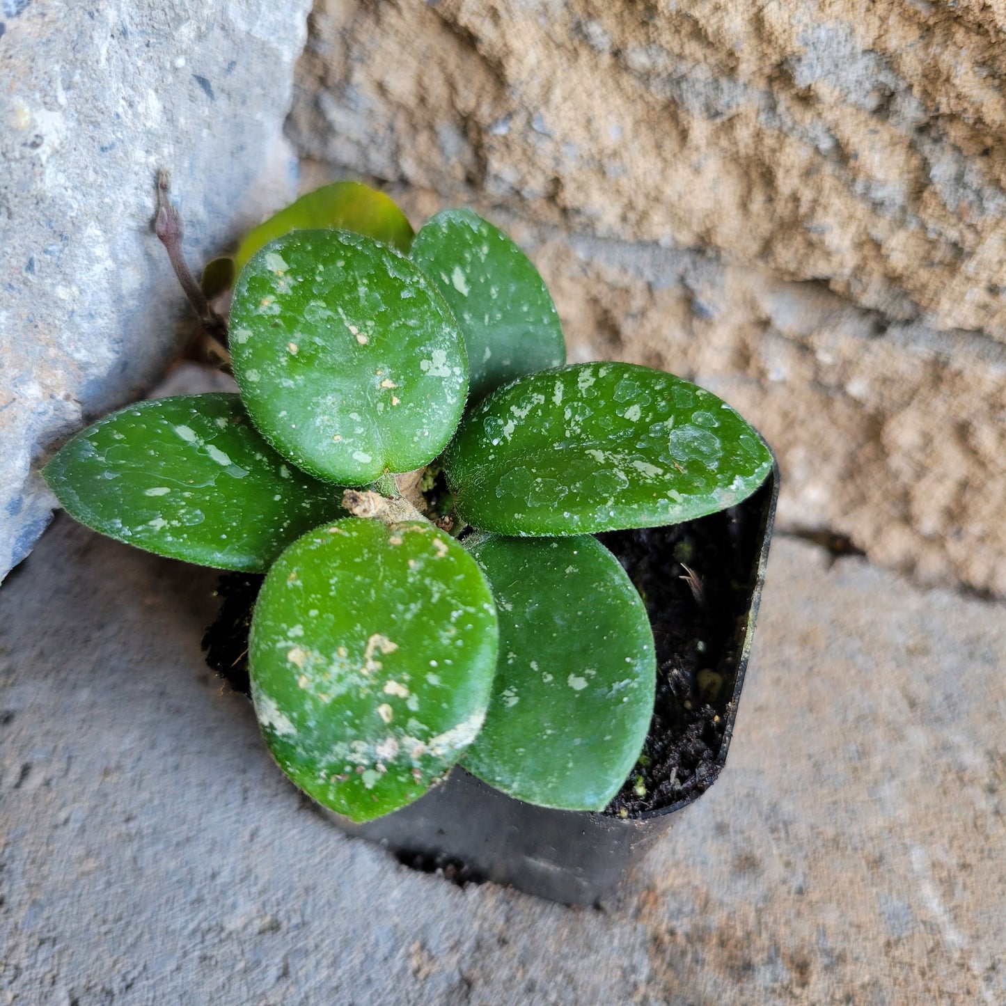 Hoya ‘Mathilde Splash’