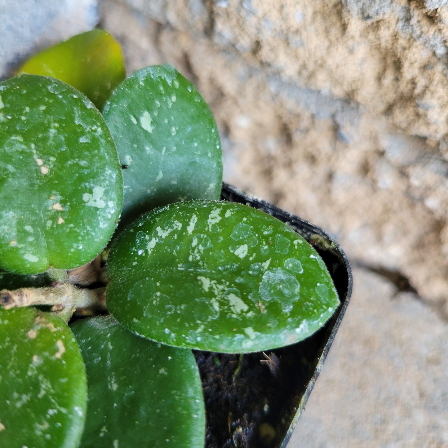 Hoya ‘Mathilde Splash’
