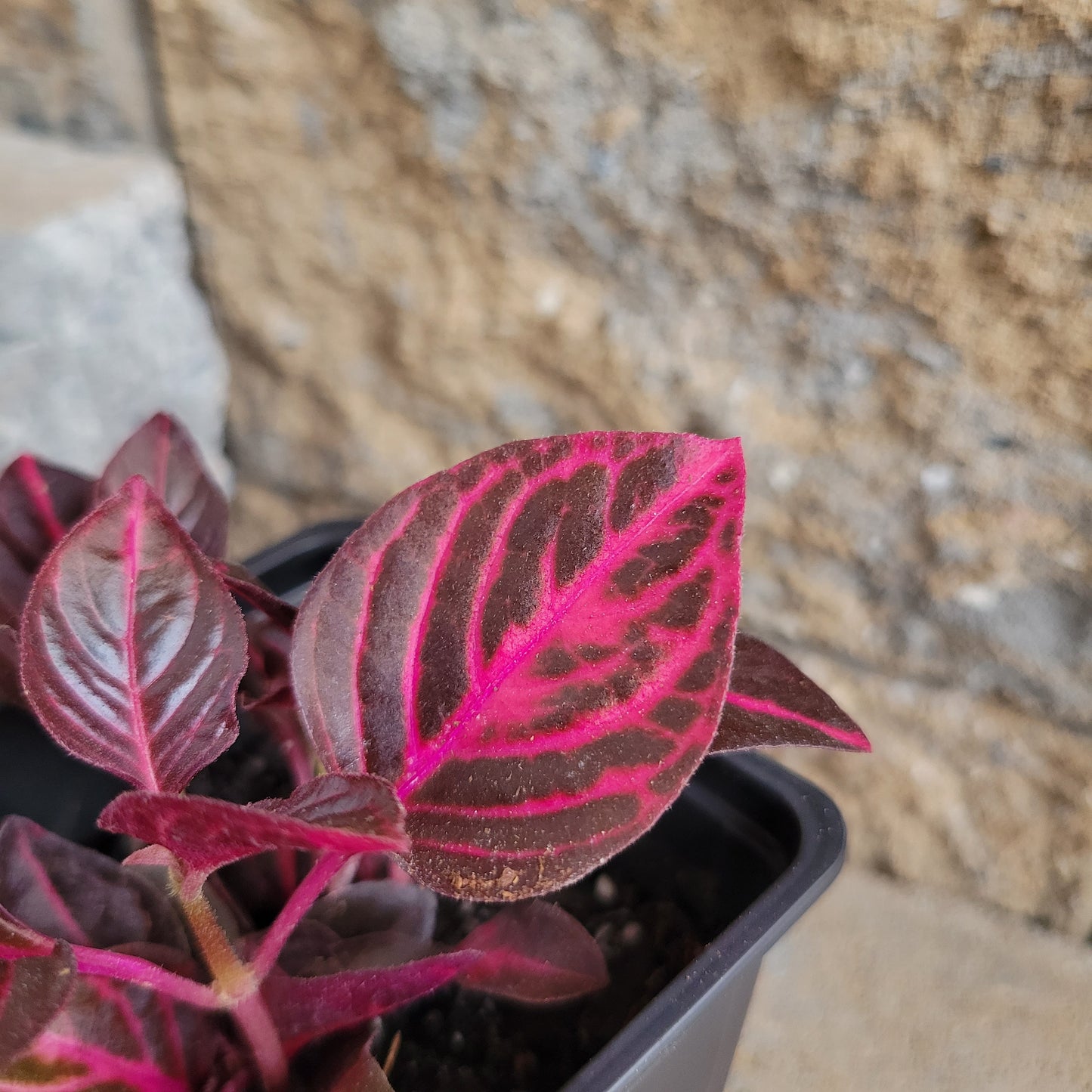 Iresine herbstii 'Bloodleaf'